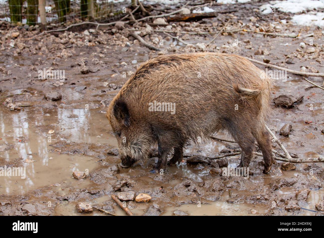 Wildsaue, Wildschweine, Wildschweine, Wildschweine Stockfoto
