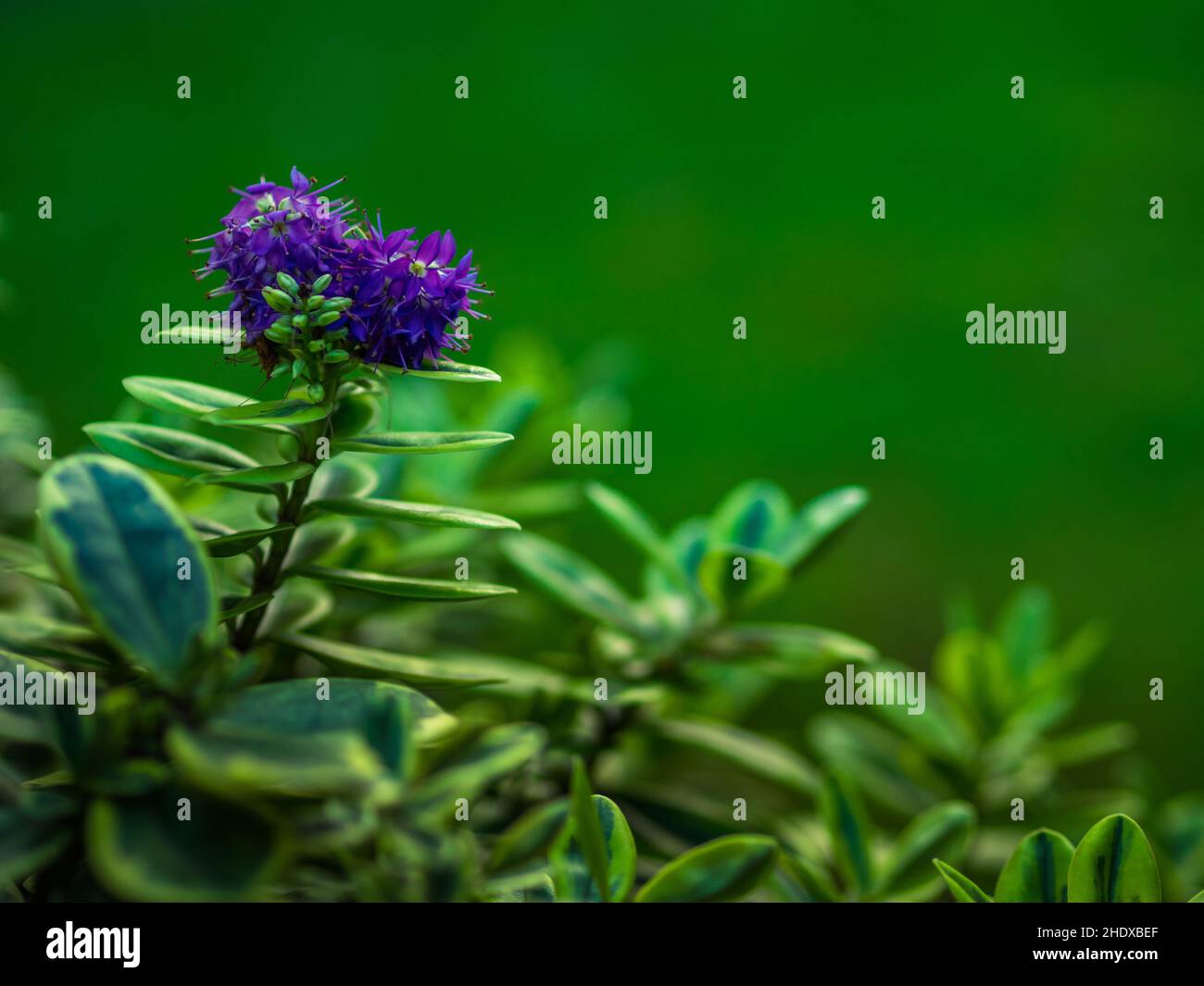 Busch veronika Fotos und Bildmaterial in hoher Auflösung Alamy