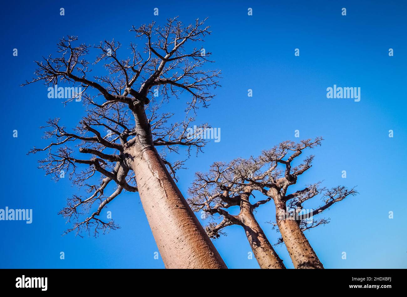 baobab-Baum, Baobab-Bäume Stockfoto