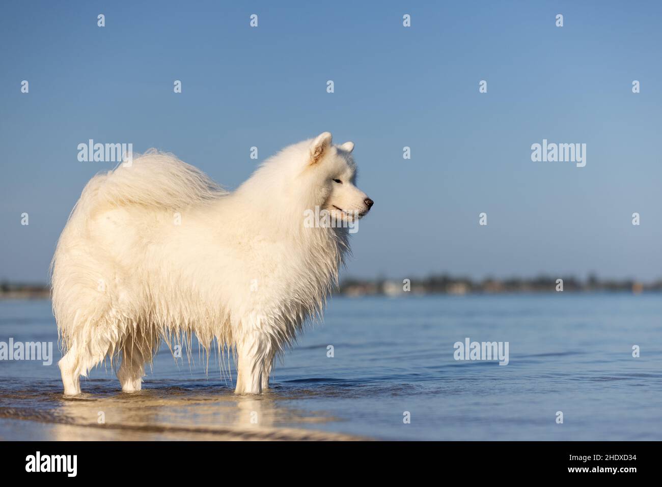 Schöner weißer Samoyed Hund, der im blauen Wasser am Strand steht. Stockfoto