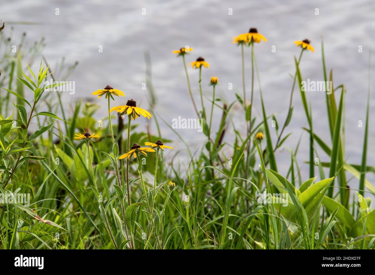 Schwarze Augen-susans mit selektivem Fokus entlang der Wasseroberfläche des Phantom Lake im Crex Meadows State Wildlife Area, Grantsburg, Wisconsin, USA. Stockfoto
