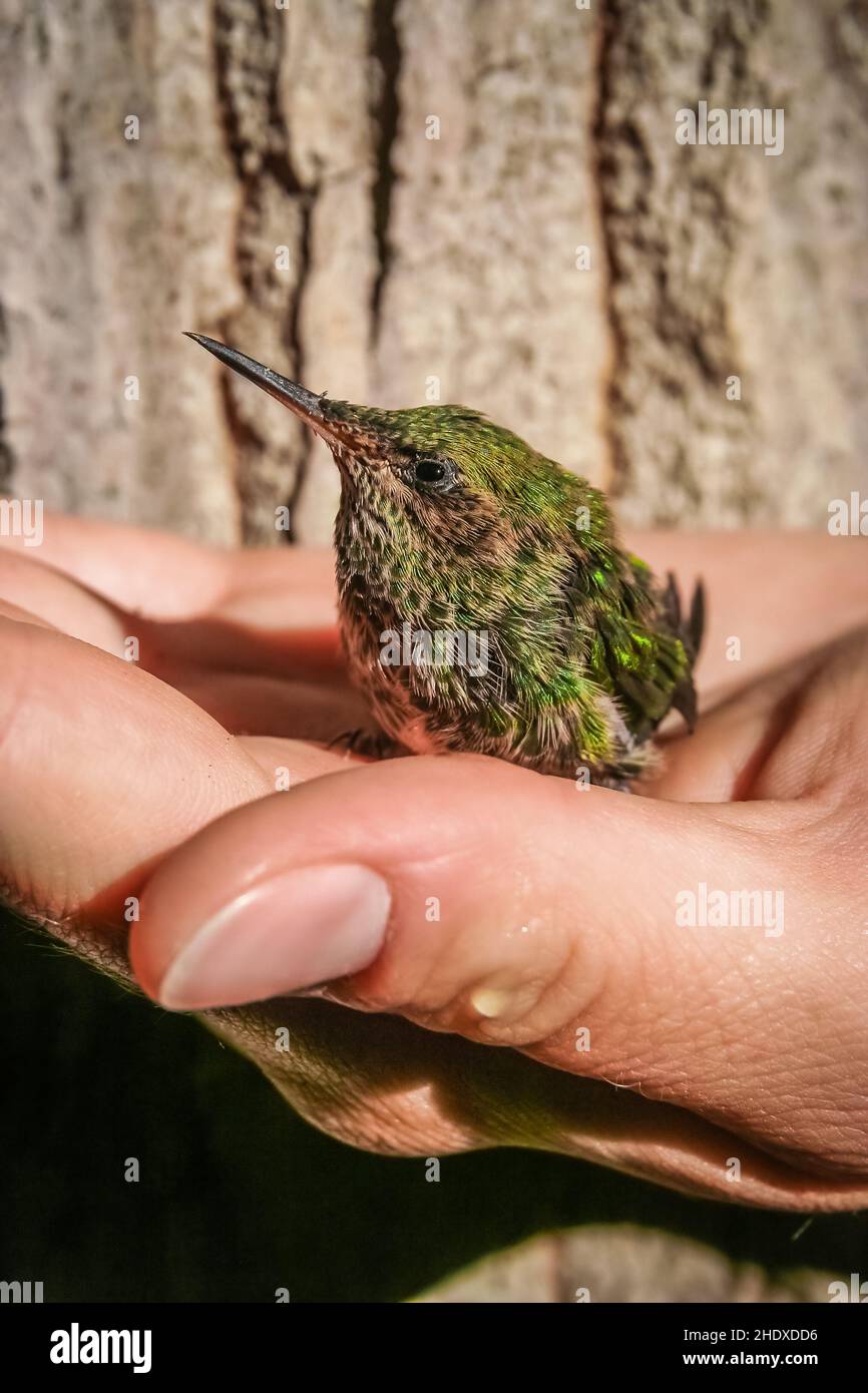 kolibri, vertrauensvoll, Kolibris Stockfoto