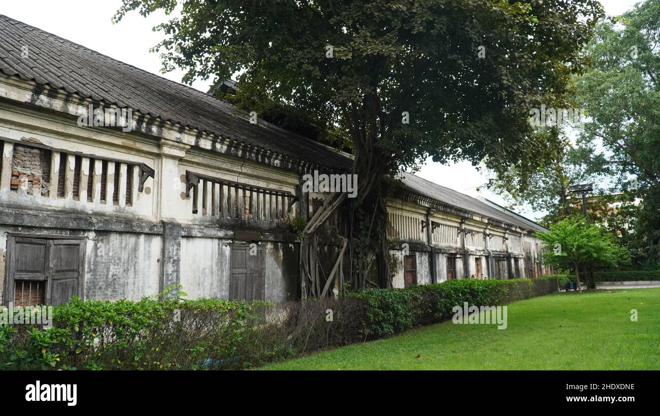 Alte Gebäudewand mit parasitärer Pflanze bedeckt, im Freien in der Altstadt Stockfoto