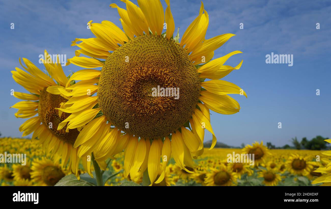 Nahaufnahme der Sonnenblume im Sonnenblumenfeld an sonnigen Tagen mit blauem Himmel Stockfoto