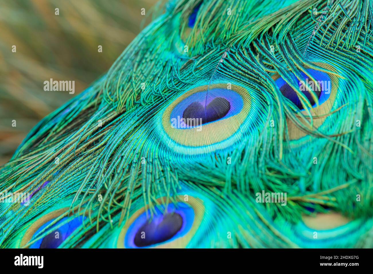 pfauenschmetterling, Pfauenfeder, Pfauenschmetterlinge, Pfauenfedern Stockfoto