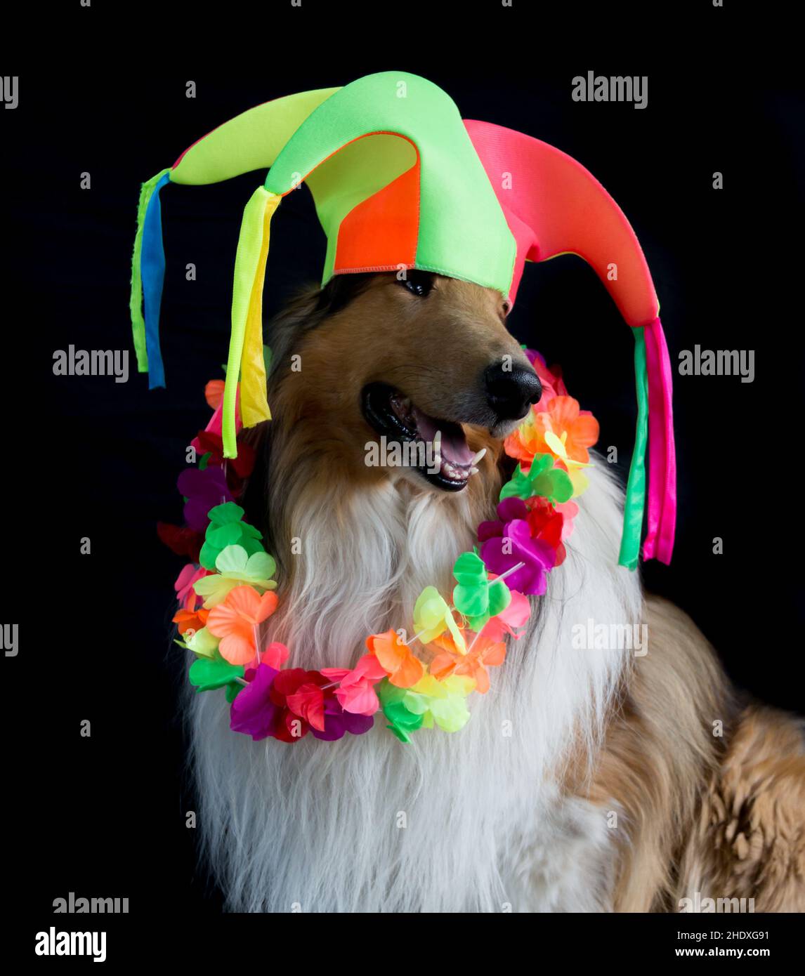 Portrait eines rauen Collie mit Harlekin Hut und Hawaii Halskette für Karneval, isoliert auf schwarzem Hintergrund Stockfoto