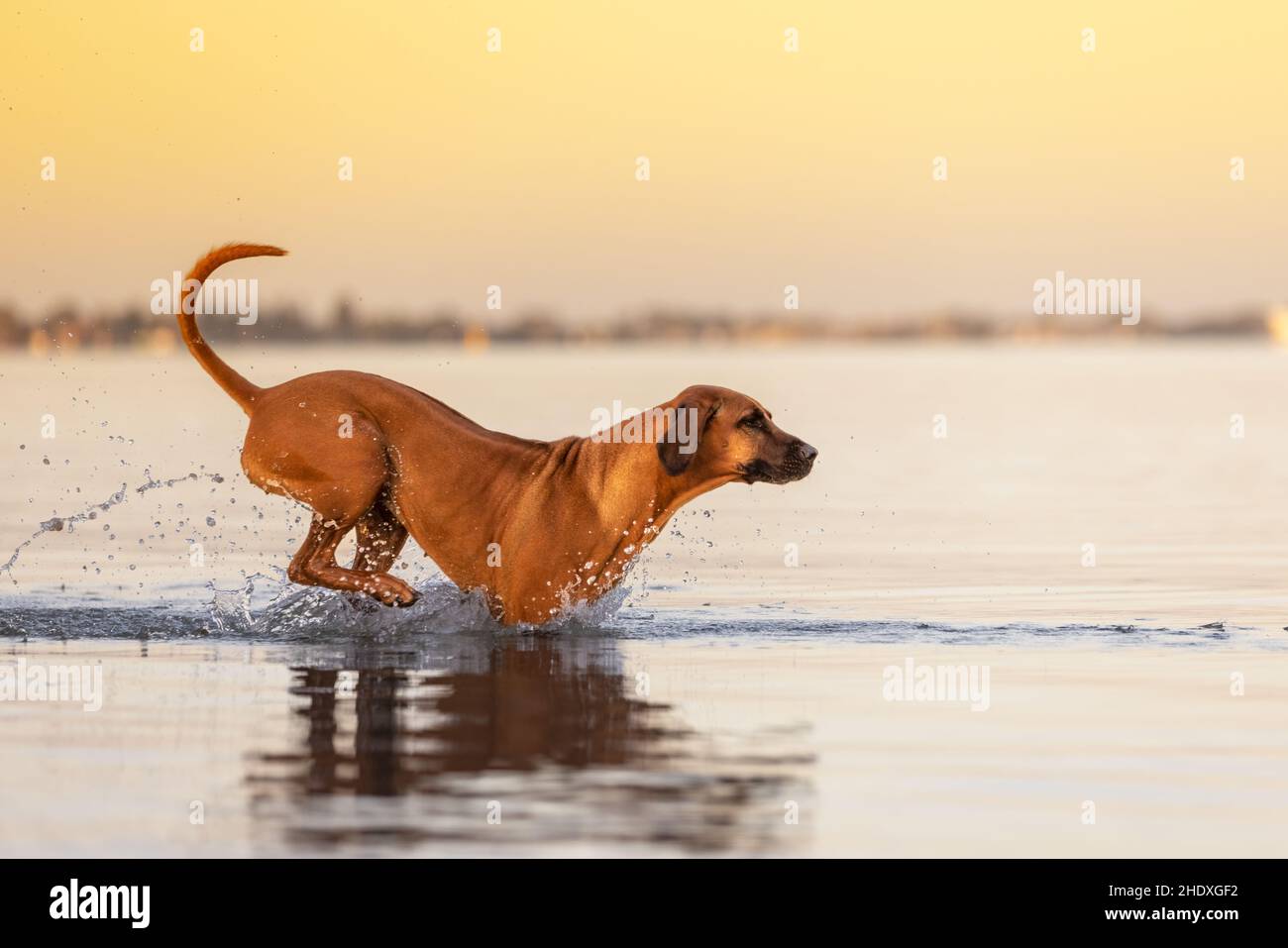 Rhodesian Ridgeback Hund, der im Morgenlicht durch den Ozean springt. Stockfoto