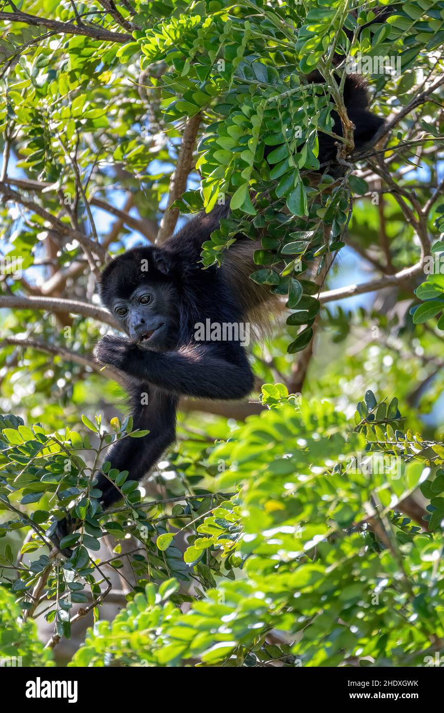 Mangelheuler (Alouatta palliata) oder goldgelber heulender Affe, der sich am Baum ernährt, Fluss Rio Bebedero Guanacaste, Costa Rica Stockfoto