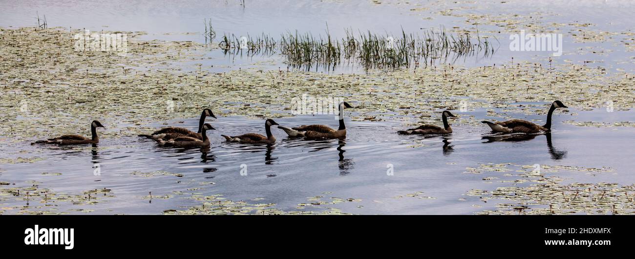 Kanadische Gänse schwimmen auf dem Phantom Lake im Crex Meadows State Wildlife Area, Grantsburg, Wisconsin, USA. Stockfoto