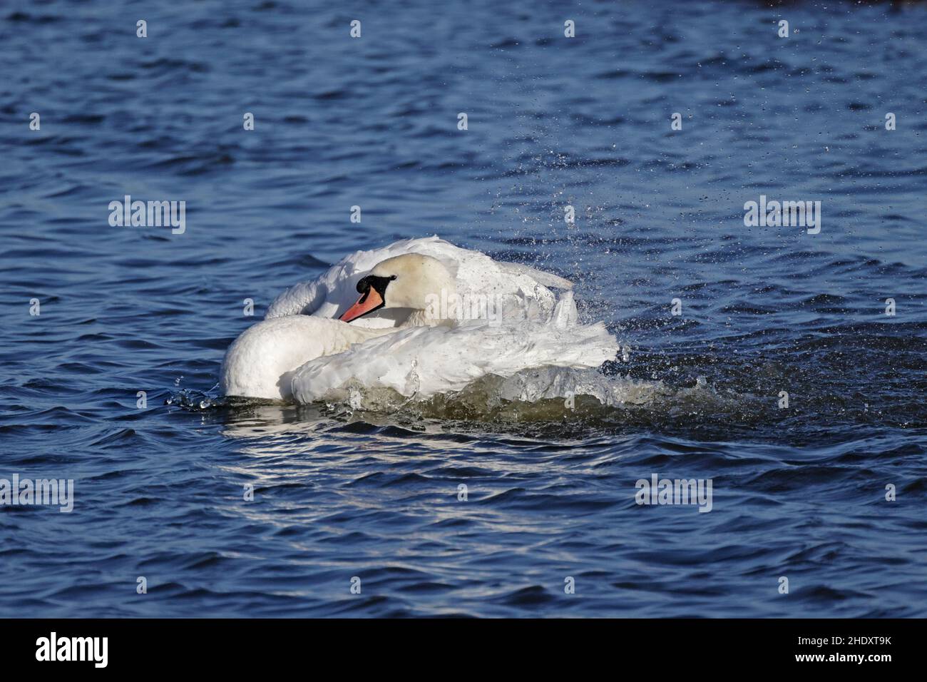 Mute Swan Preening im Wasser bei Slimbridge WWT Gloucestershire UK Stockfoto
