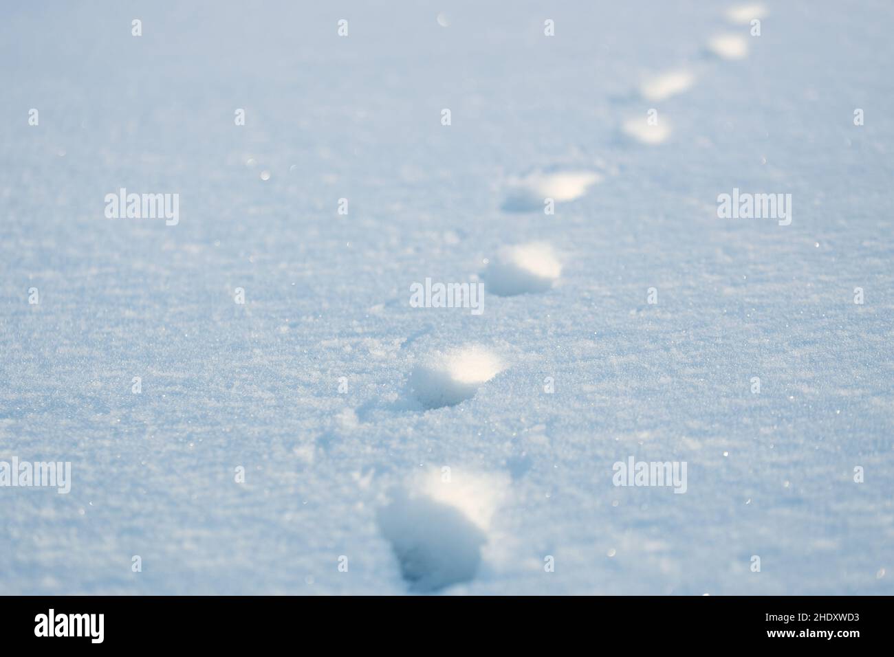 Tierspuren im Schnee an klaren, frostigen Tagen. Wildlife Trail. Hintergrund. Stockfoto