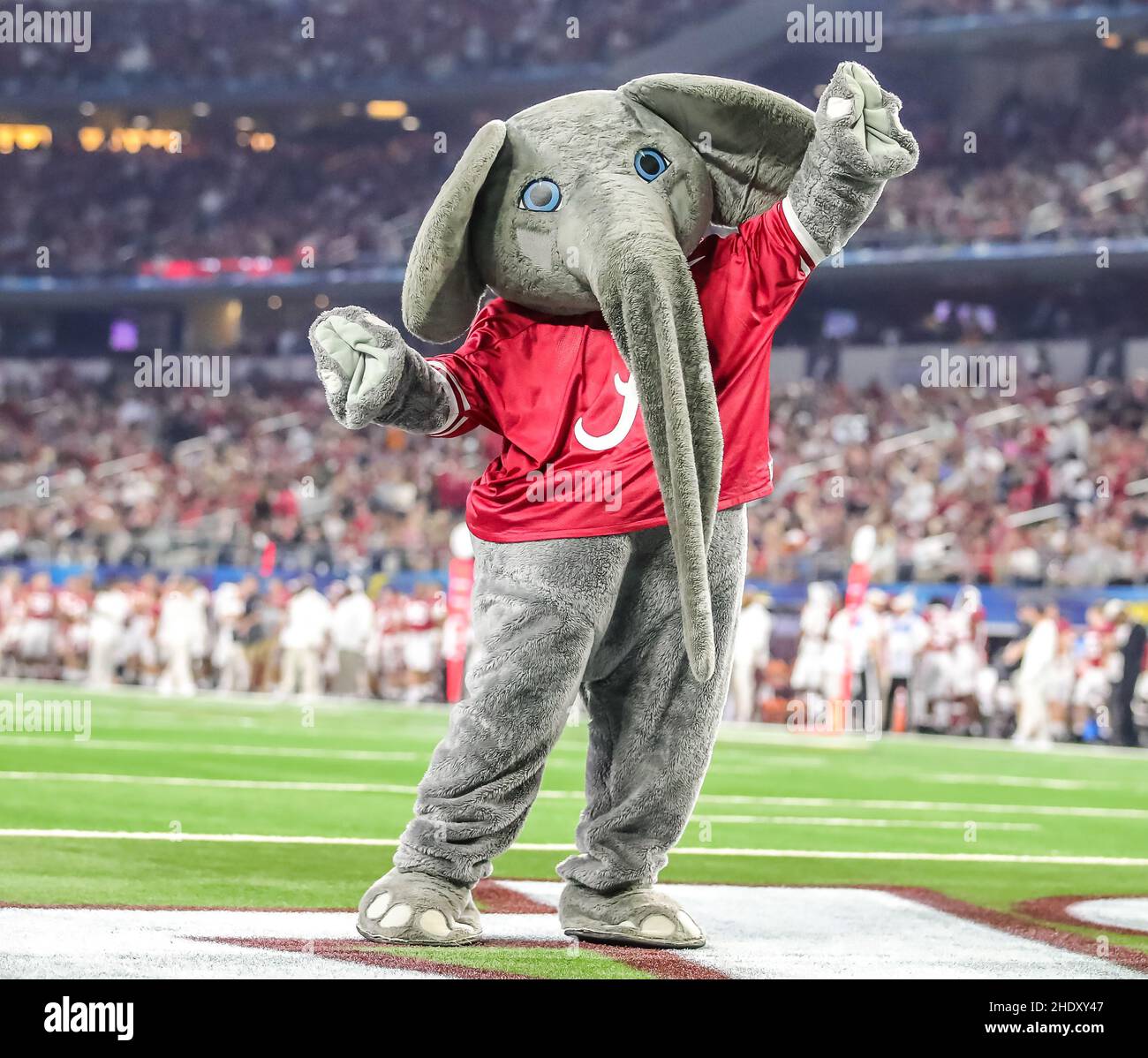 Arlington, Texas, USA. 31st Dez 2021. Alabama Maskottchen Big All während des Cotton Bowl Classic NCAA Football Spiels zwischen der University of Cincinnati Bearcats und der University of Alabama Crimson Tide im AT&T Stadium in Arlington, Texas. Tom Sooter/Dave Campbells Texas Football via CSM/Alamy Live News Stockfoto