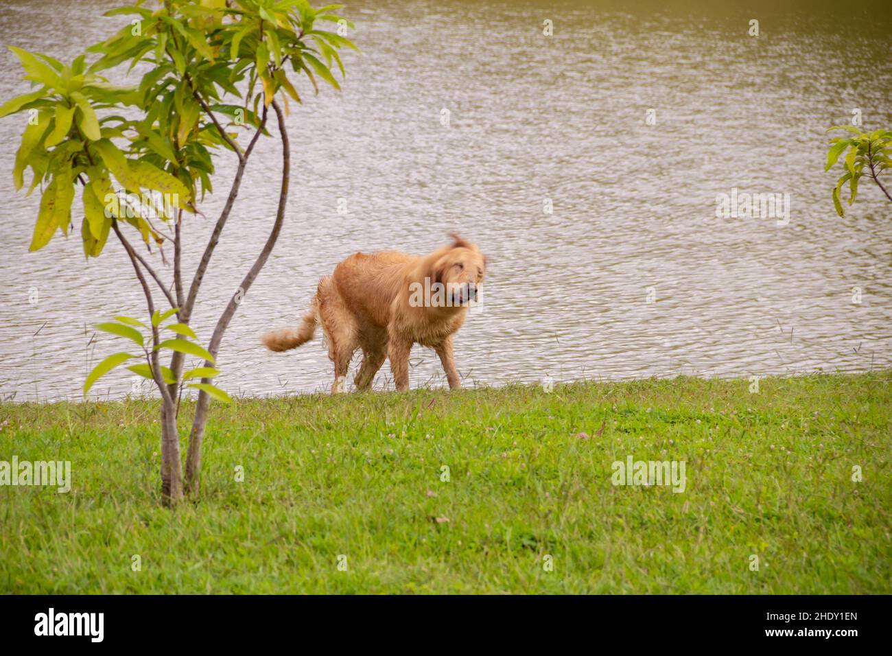 Goiânia, Goias, Brasilien – 05. Januar 2022: Ein Golden Retriever Hund mit nassem Fell, der sich selbst trocknet, am Seeufer. Stockfoto