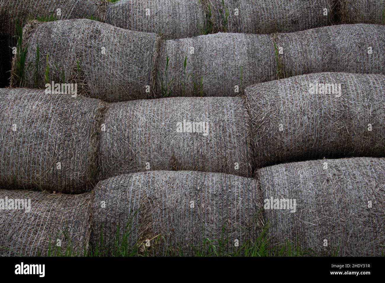 Zusammengerollte Heuballen in ein Netz gewickelt und stapelt Bis zu einem Haufen Stockfoto