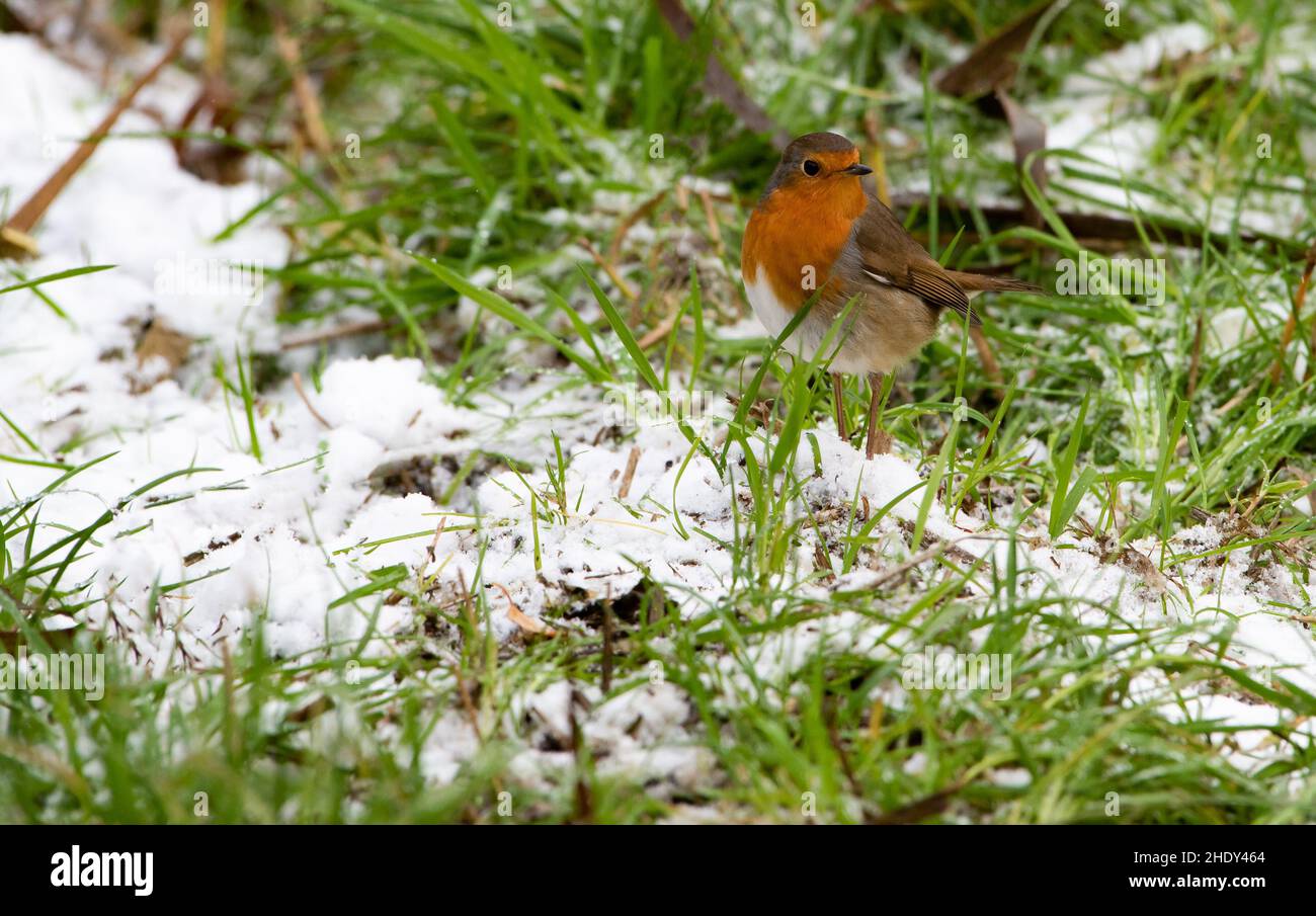 Ein Rotkehlchen im Schnee, Arnside, Milnthorpe, Cumbria, Großbritannien Stockfoto