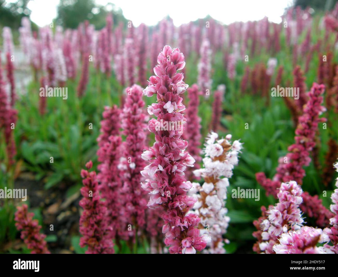 polygonaceae, persicaria affinis, polygonaceaes, bistorta affinis, Fleece Flower, himalaya-Bistort, Knoweed, Polygonum affin Stockfoto