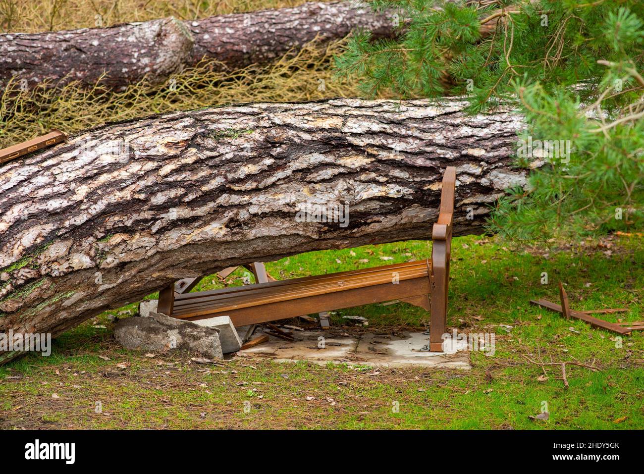 Parkbank von einem umgestürzten Baum zerstört, Arnside, Milnthorpe, Cumbria, Großbritannien Stockfoto