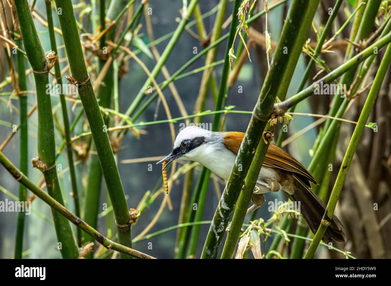 Dvur Kralove nad Labem, Kralovehradecky kraj, Tschechische Republik - 25. April 2014: Kleine Vogelimpressionen vom Zoo von Dvur Kralove. Stockfoto