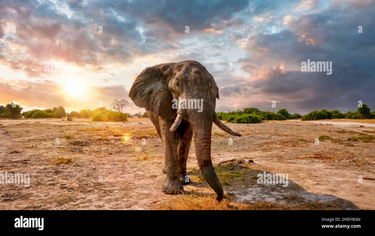 Ein großer männlicher afrikanischer Elefant (Loxodonta africana) mit gebrochenem Stoßzahn steht mit einem dramatischen Himmel im Hintergrund. Savute, Botsuana Stockfoto