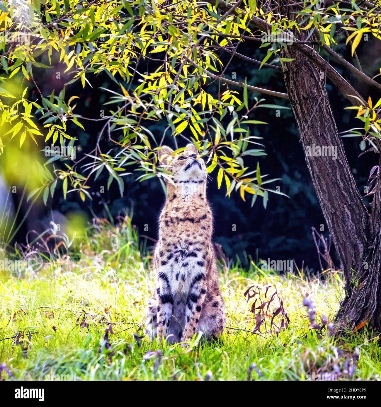 Serval Katze, Leptailurus Serval im Sonnenlicht beobachten Bewegung in überhängenden Ästen. Diese mittelgroße Katze ist endemisch in Afrika südlich der sahara. Stockfoto