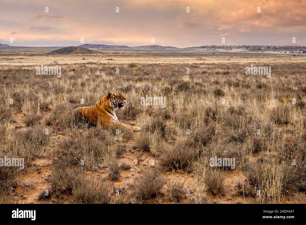 Weitwinkelansicht eines einsamen männlichen Tigers, der die Luft nach Düften schnüffelt, während er im trockenen Gras in einer wunderschönen, weitläufigen Landschaft liegt. Stockfoto