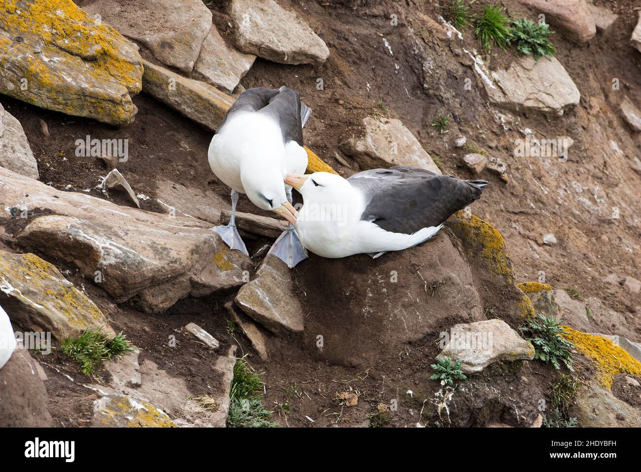 Black-browed AlbatrossThalassarche Melanophrys gegenseitigen putzen Saunders Island Falkland-Inseln Stockfoto