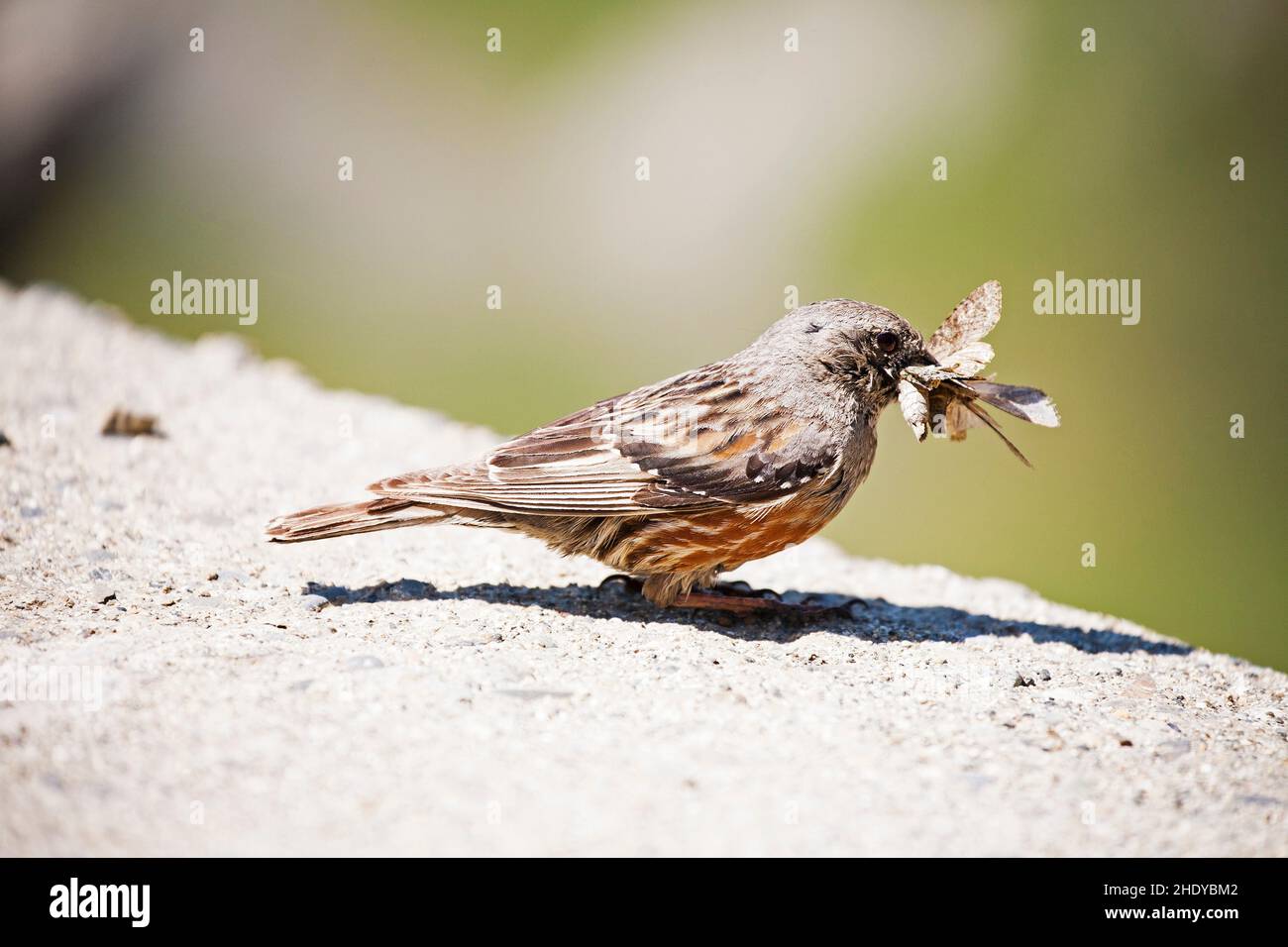 Alpine beobachtet Prunella Collaris mit Food Col du Tourmalet Nationalpark Pyrenäen Frankreich Juli 2015 Stockfoto