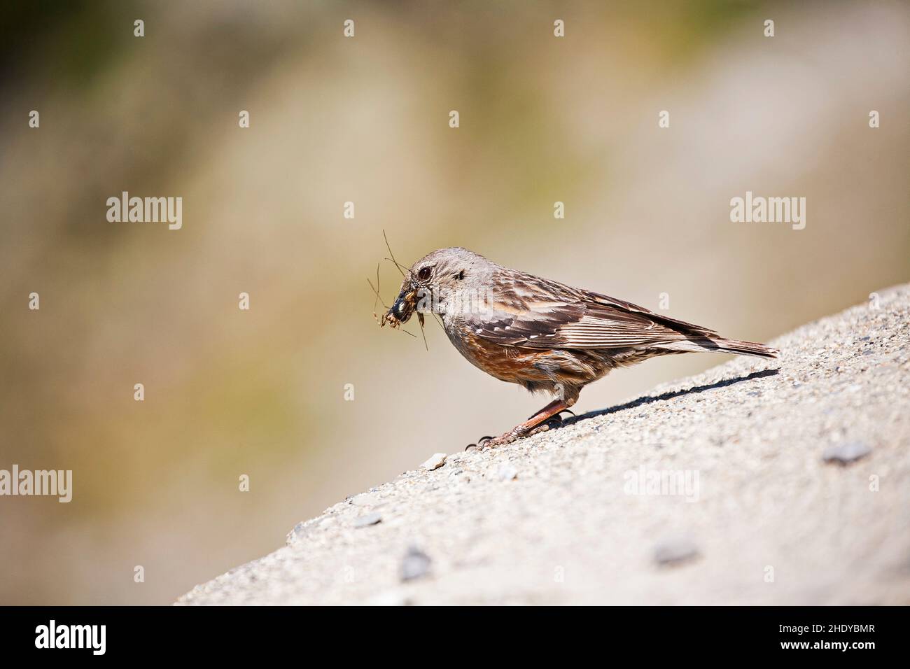 Alpine beobachtet Prunella Collaris mit Food Col du Tourmalet Nationalpark Pyrenäen Frankreich Juli 2015 Stockfoto