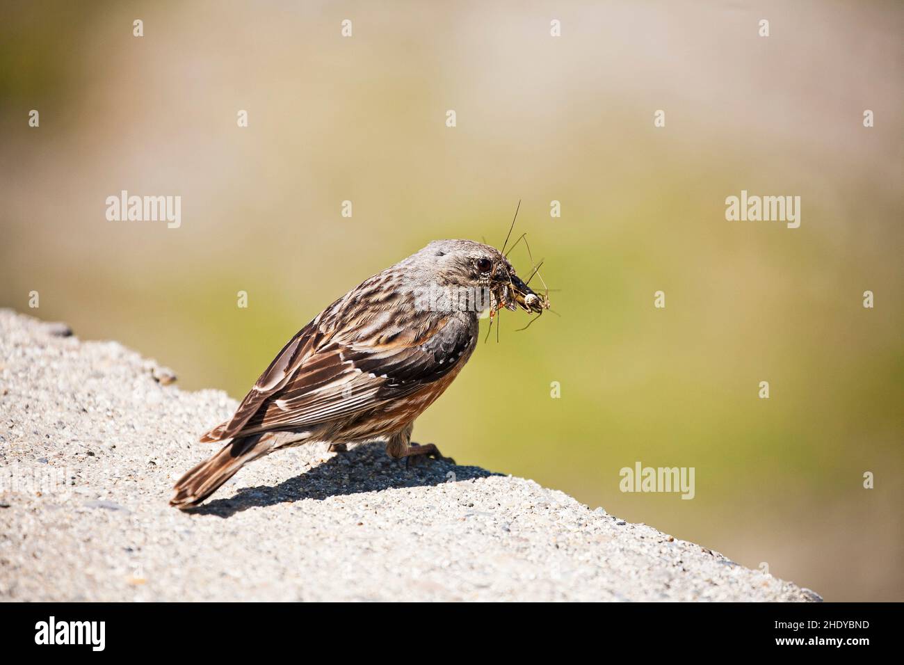 Alpine beobachtet Prunella Collaris mit Food Col du Tourmalet Nationalpark Pyrenäen Frankreich Juli 2015 Stockfoto