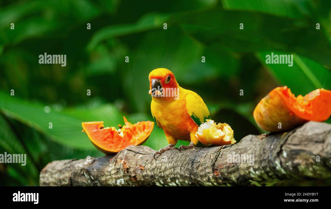 Ein schöner Sonnensittich (lateinisch - Aratinga solstitialis), der frisches Obst isst. Dieser farbenfrohe kleine Papagei ist in Südamerika beheimatet und ist vom Aussterben bedroht. Stockfoto