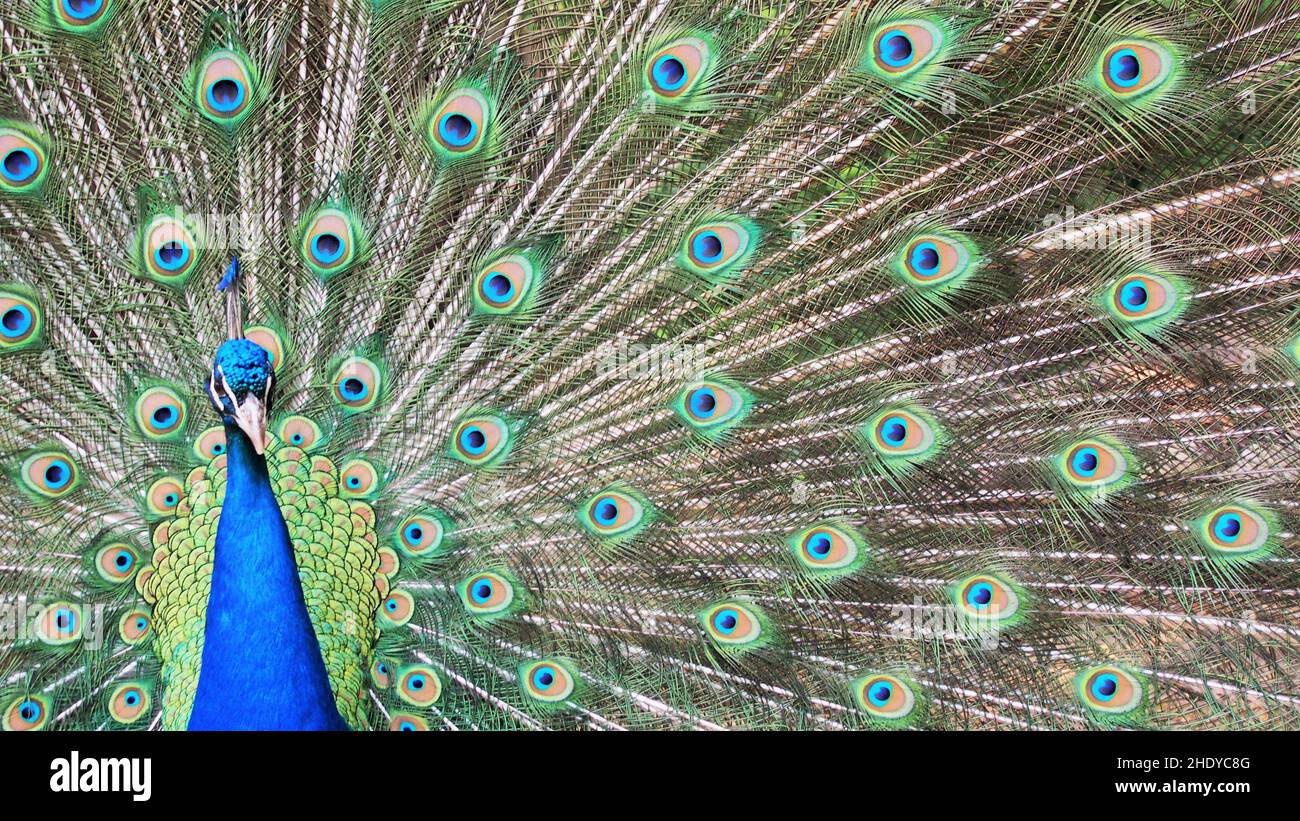 pfau, Pfau Schmetterling, Pfauen, Pfau Schmetterlinge Stockfoto