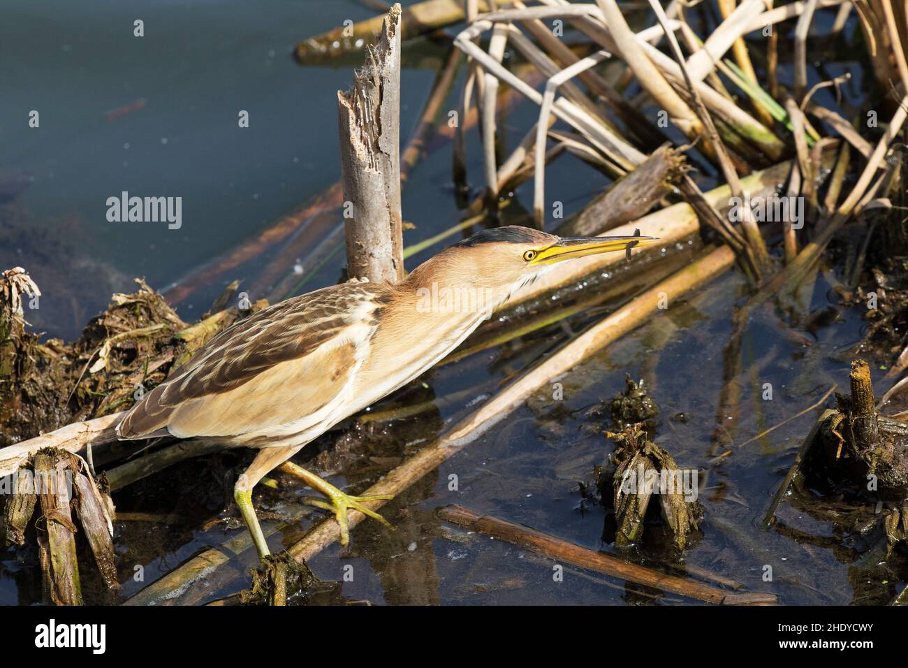 Kleine Seeschwalbe Ixobrychus minutus Weibchen mit kleinen Fischen, die auf dem Stamm des Bulrush Typha latifolia Quinta do Lago stehen, Teil des Naturreservats Ria Formosa Stockfoto