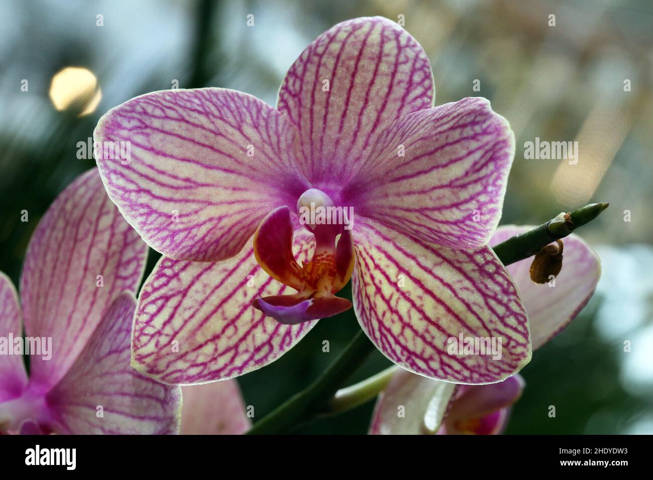 Orchideenblüte, Orchideen Stockfoto