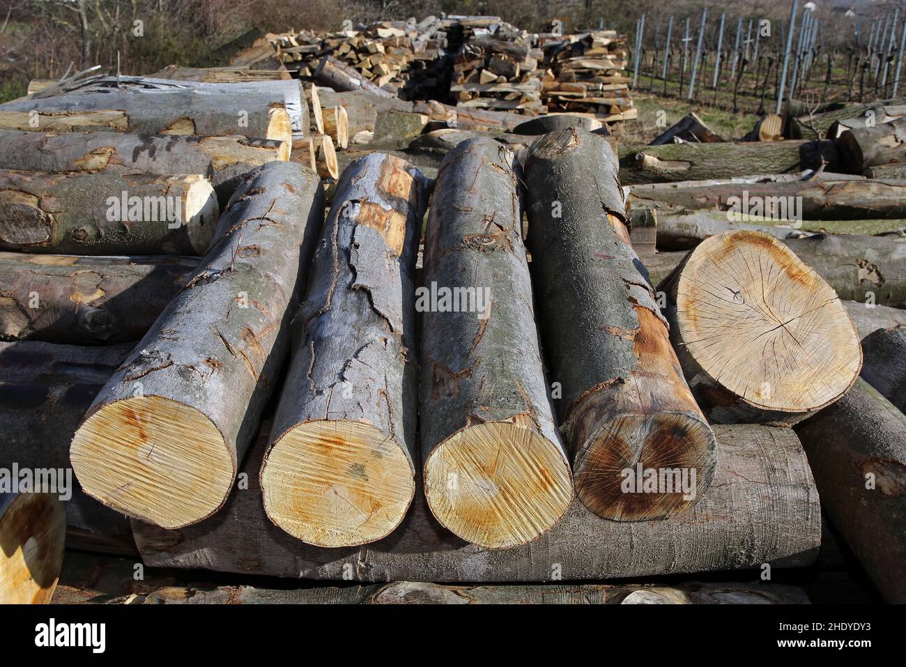 Holzindustrie, Baumstämme, Holzindustrie, Holzindustrie, Baumstamm Stockfoto