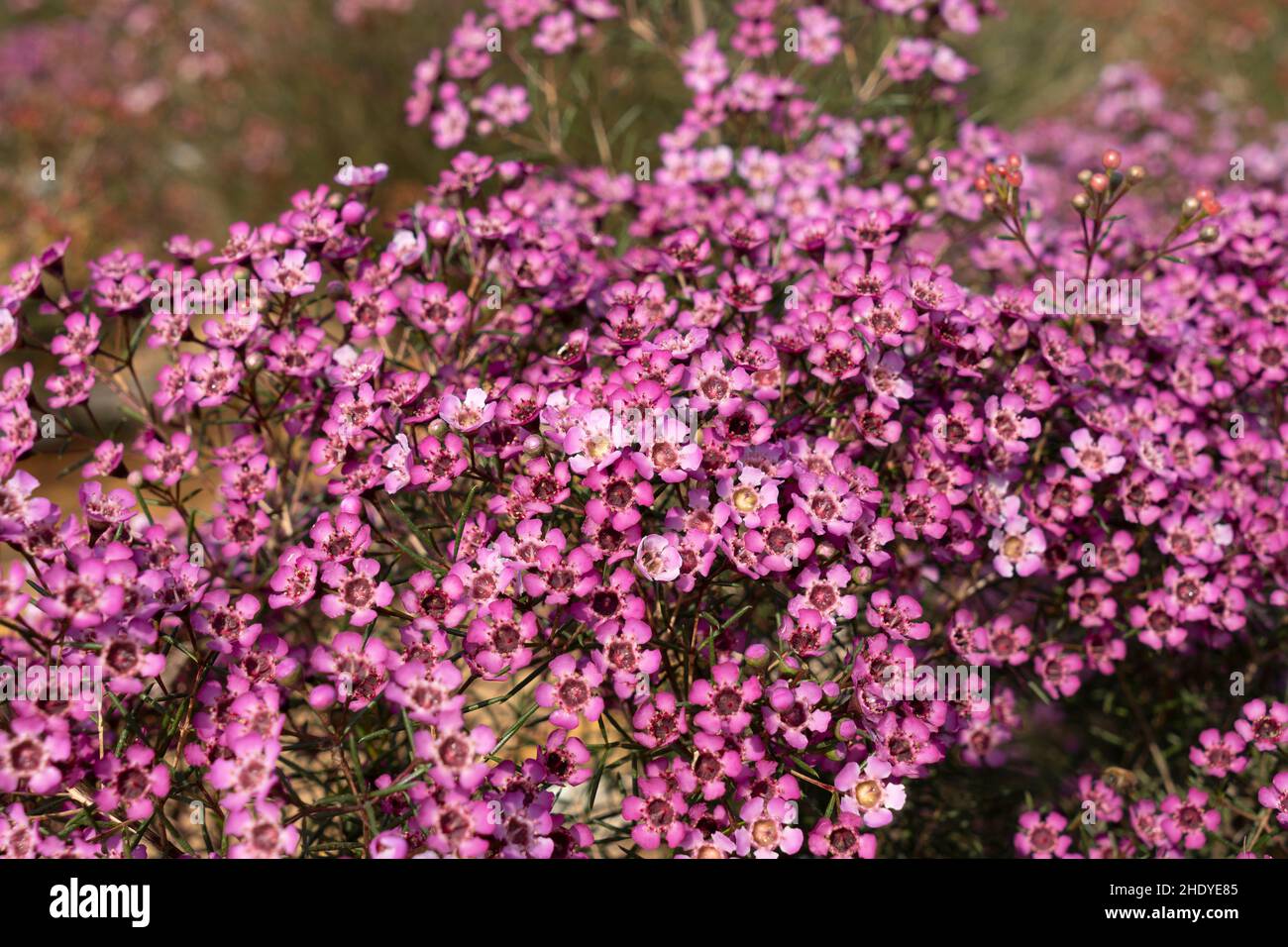 Wachsen blüht in Blumenbeeten Stockfoto