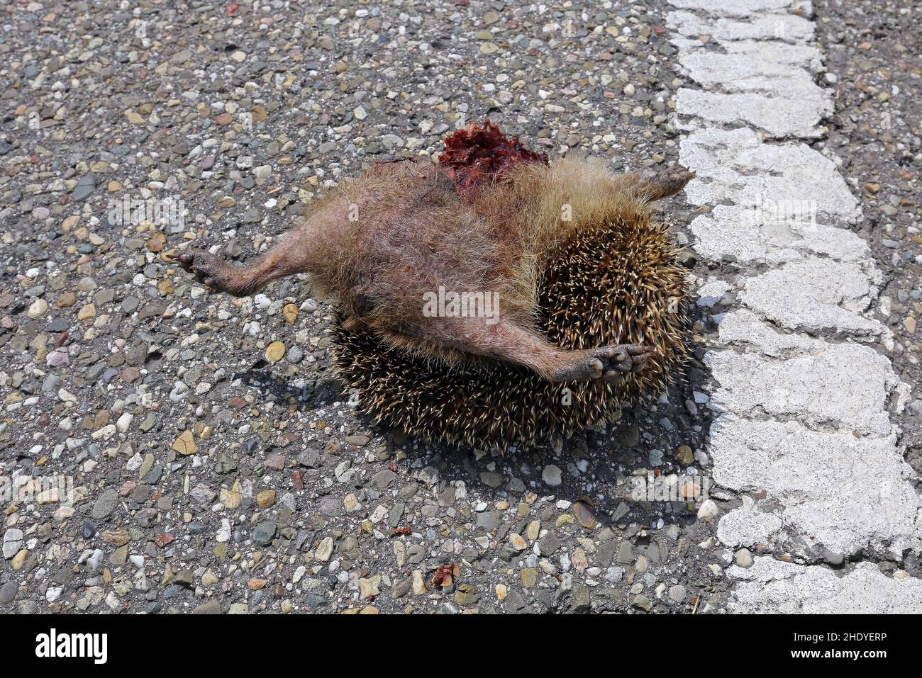 Igel, Roadkill, Igel, Roadkills Stockfoto