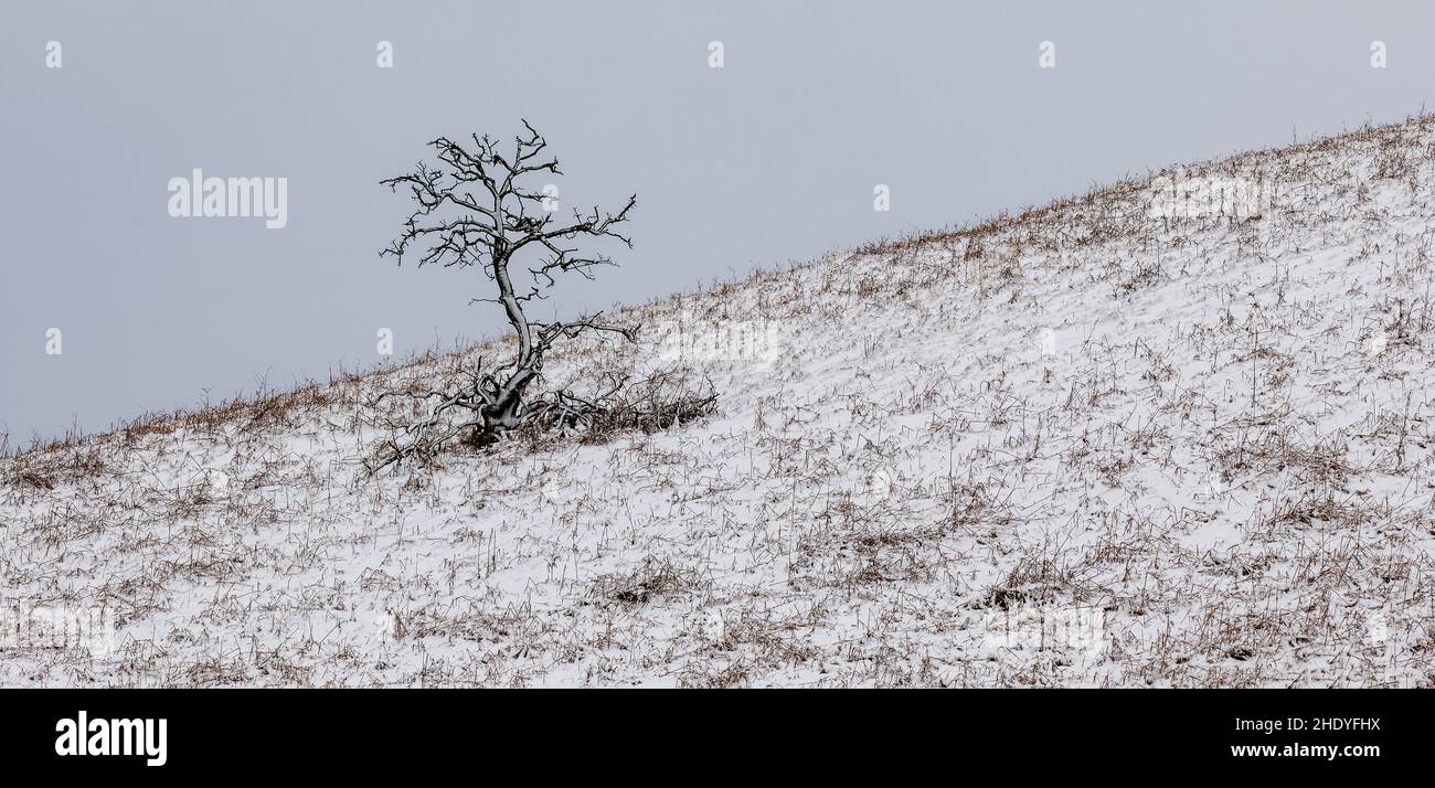 Einsamer Baum im Schnee Stockfoto
