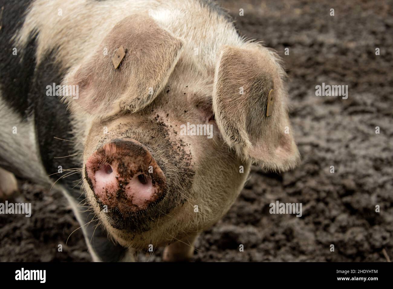 Bentheim Schwarzes Schwein Stockfoto