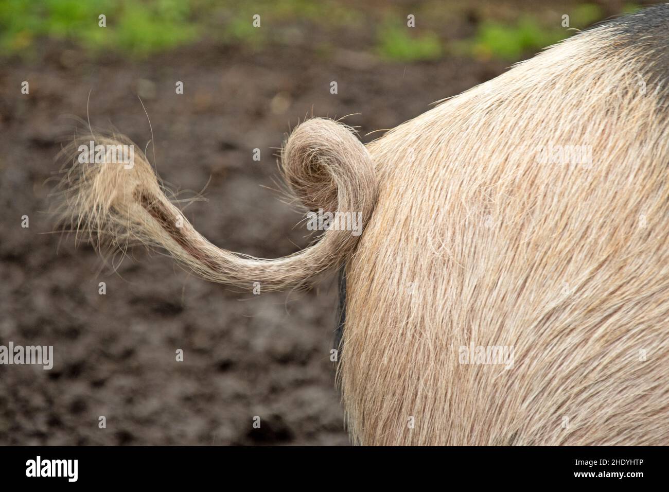 Gestreifter Schwanz, Bentheim Schwarzes Schwein, gestreifte Schwänze Stockfoto