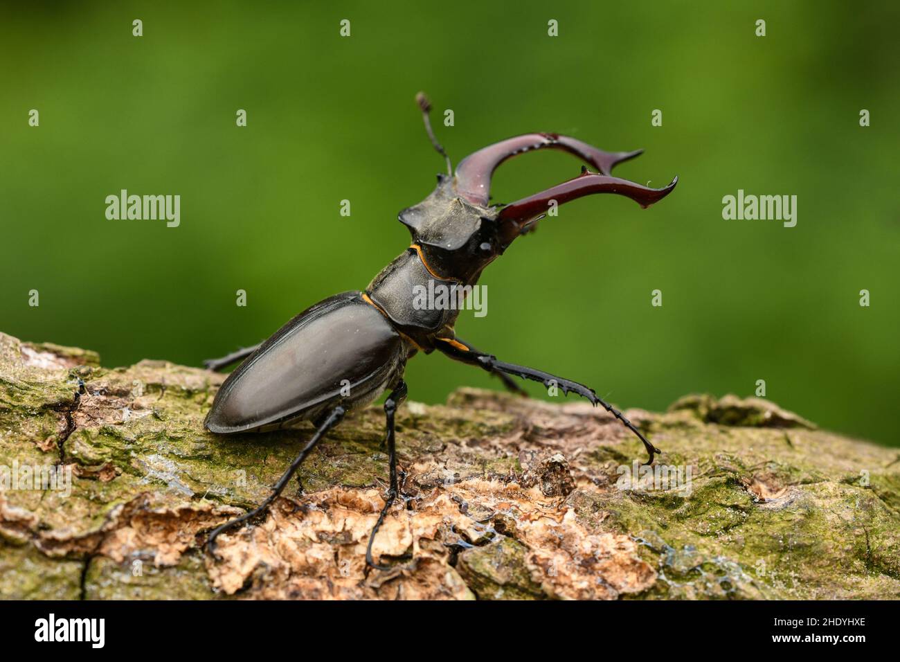 Rote Liste, Hirschkäfer, rote Liste, Hirschkäfer Stockfoto