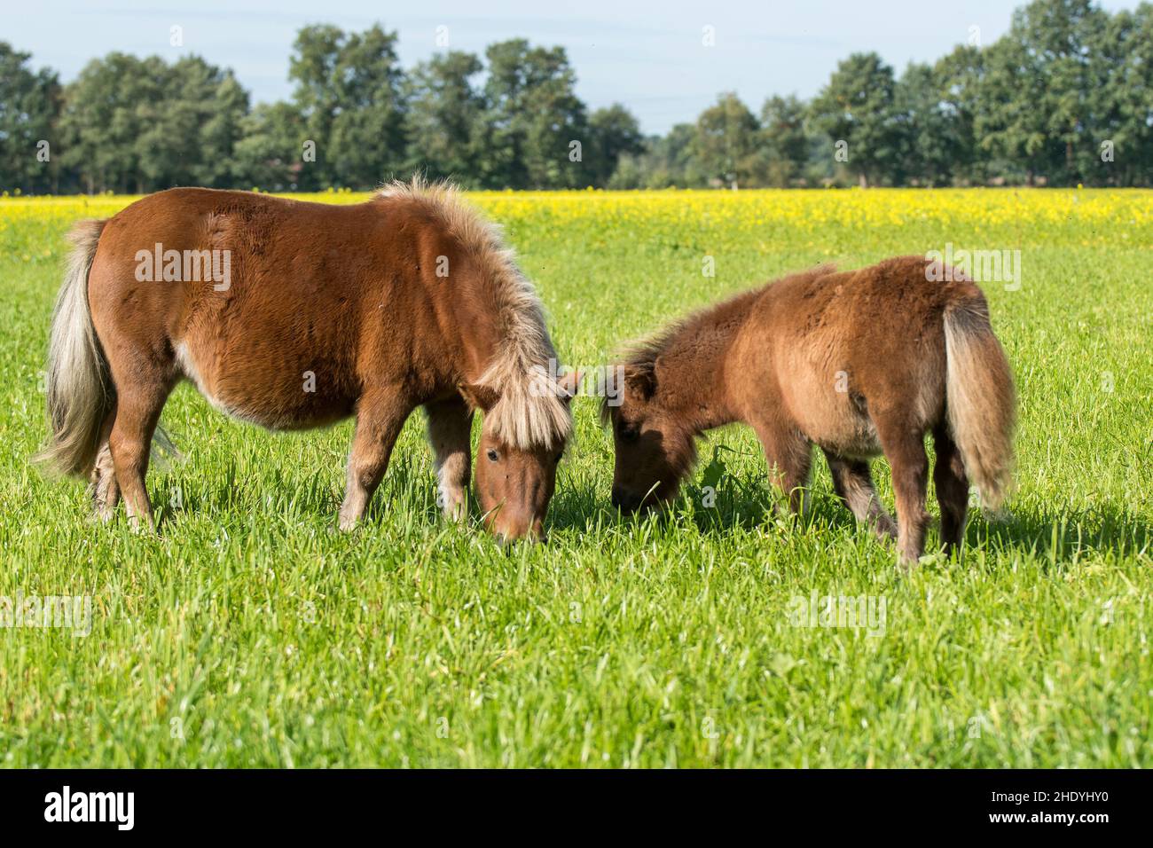 Fohlen, shetland Pony, Tiermutter, Fohlen, shetland Ponys, Tierische Mütter Stockfoto