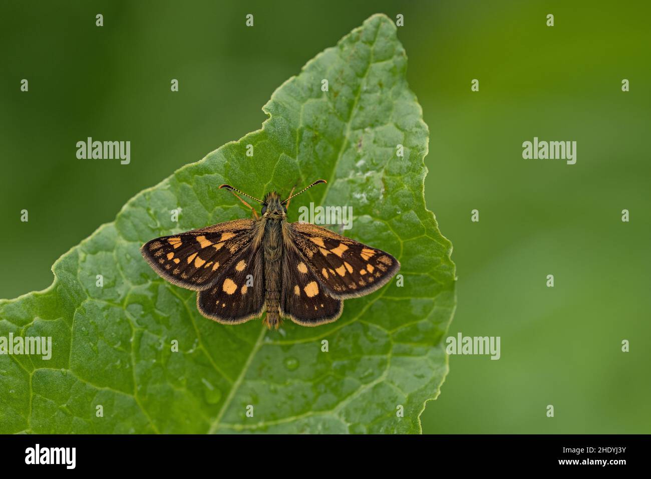 Karierter Skipper Stockfoto