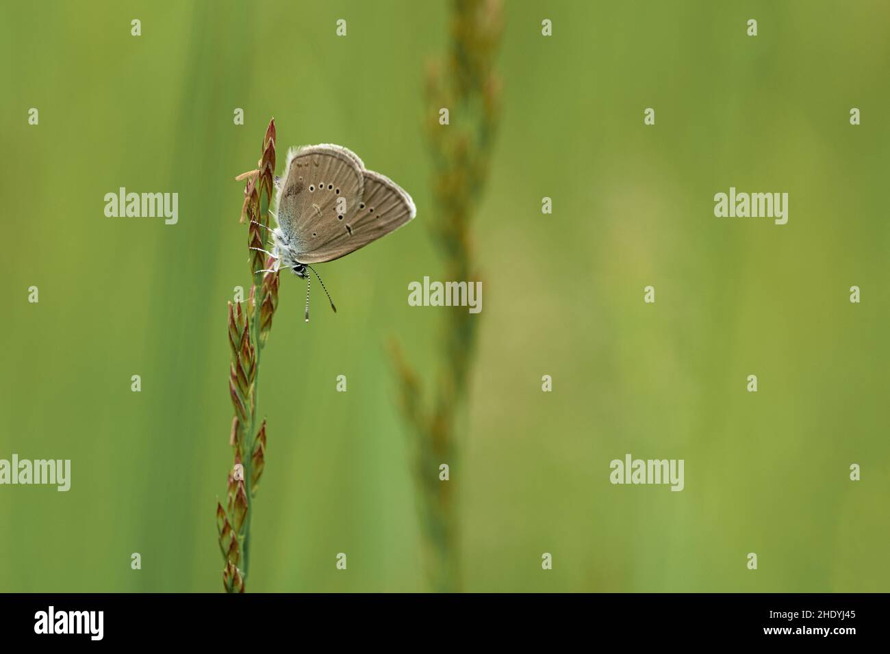 Mazarine blue Stockfoto