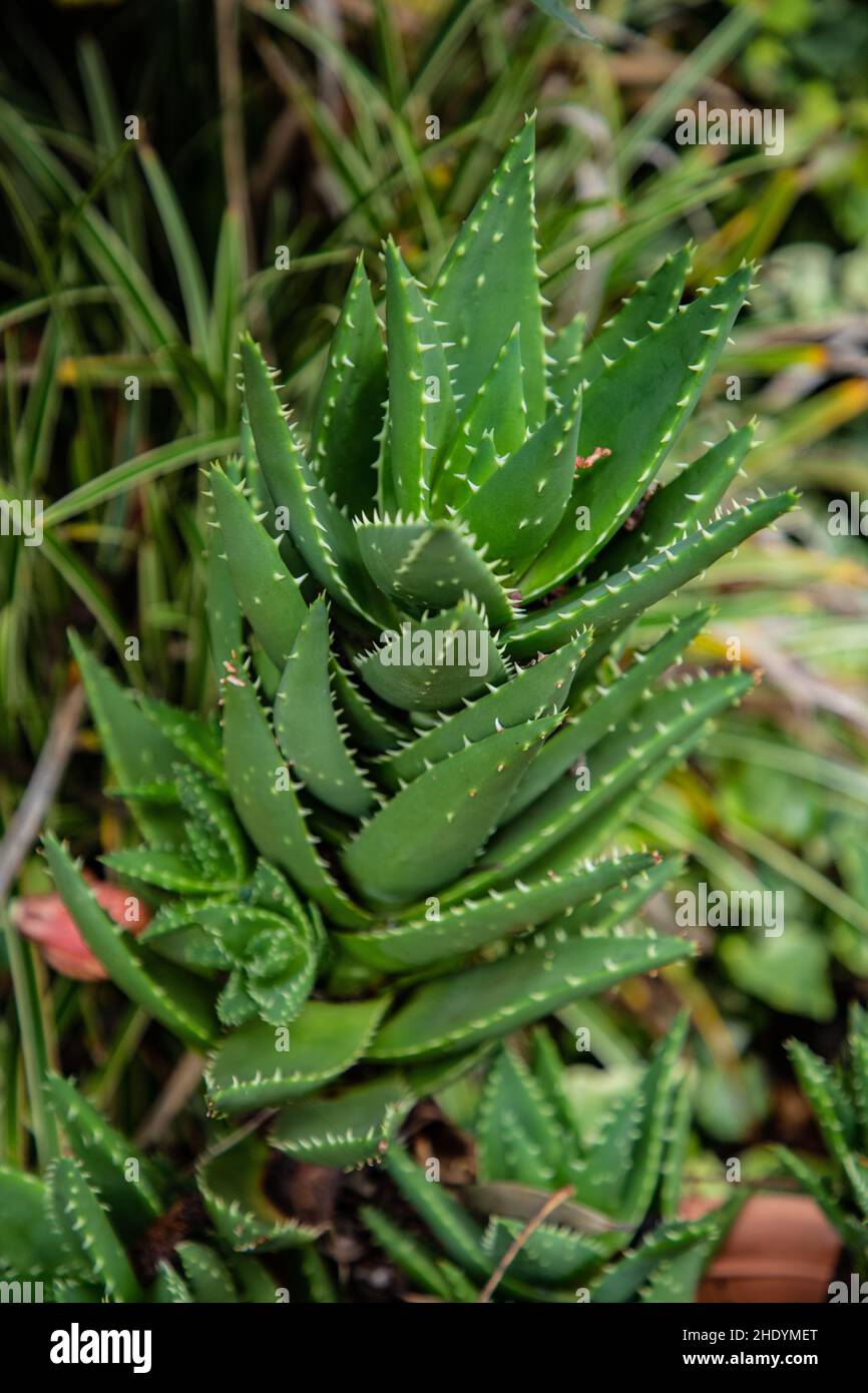Schutt Aloe Stockfoto