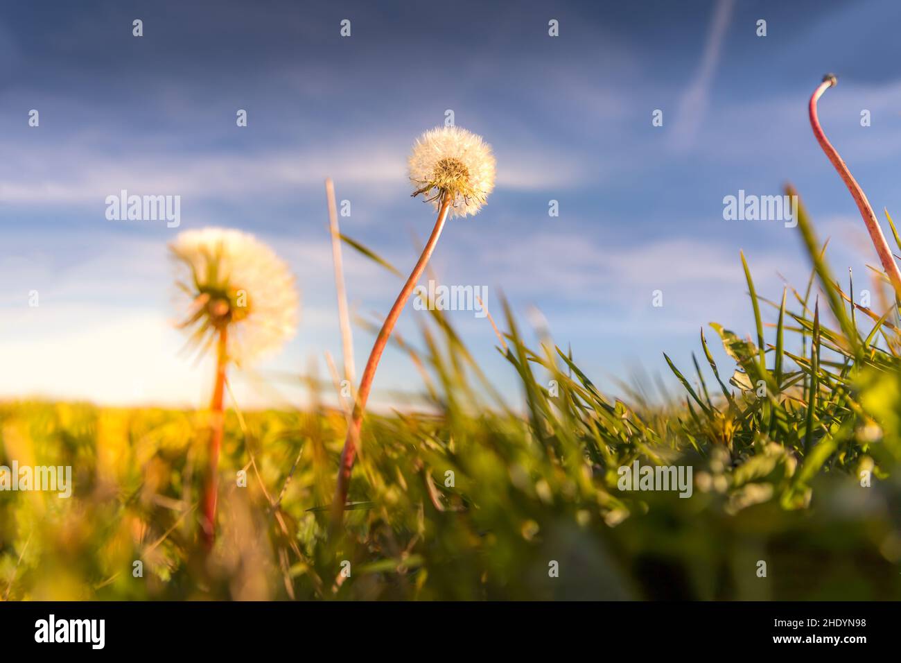 Der Dandelion auf einer Sommerwiese vom Boden aus gesehen Stockfoto