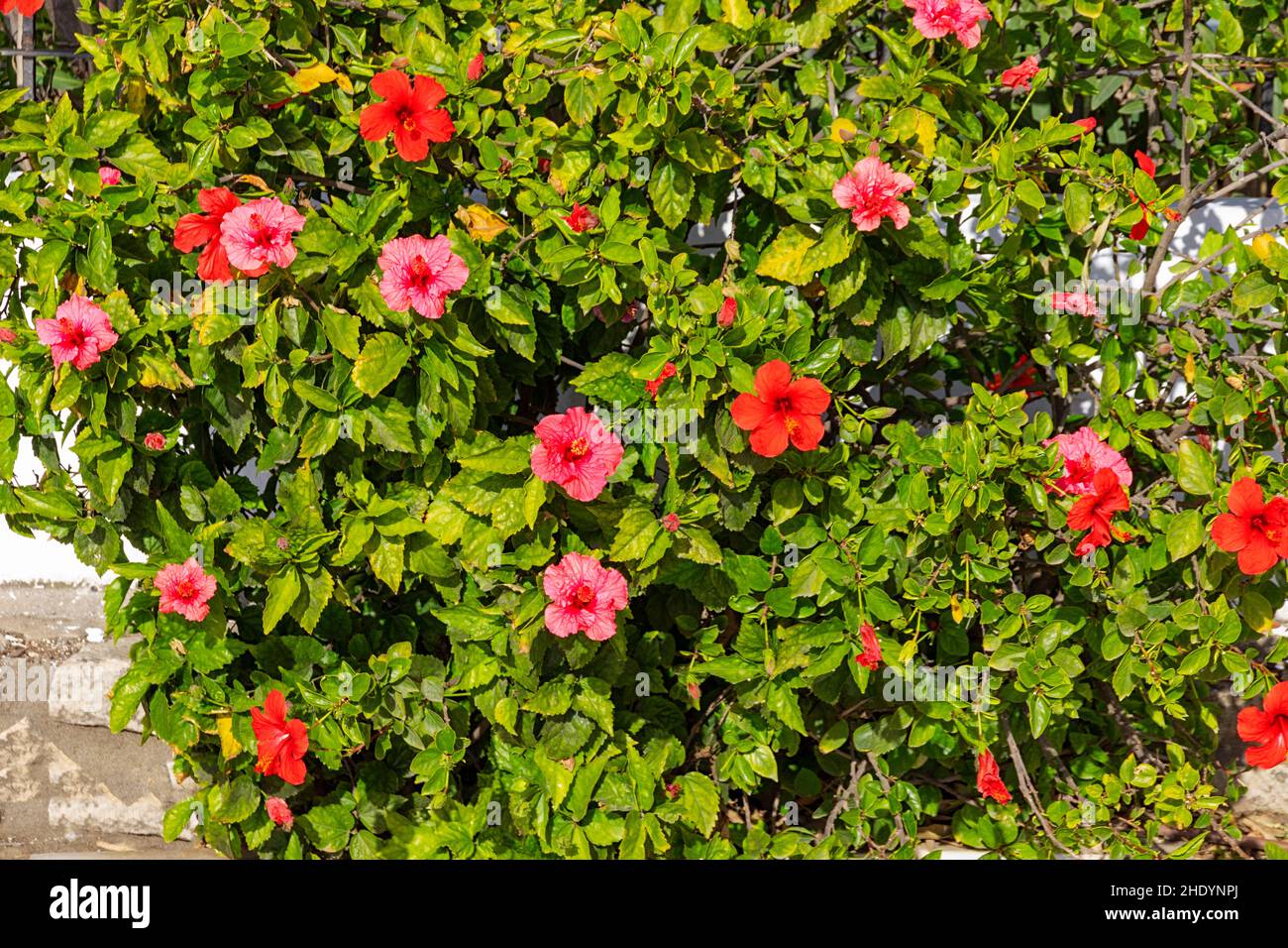 MARBELLA ANDALUSIEN SPANIEN DER STRAND UND HIBISCUS HIBISCUS BUSH MIT BLUMEN Stockfoto