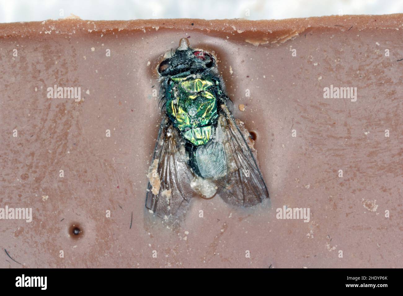 Eine Fliege, die in eine Schokoladenriegel eingemischt wurde. Insekt in Lebensmitteln. Stockfoto