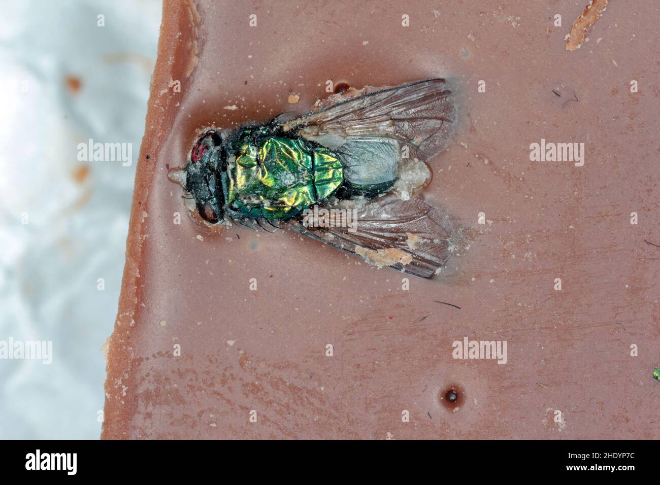 Eine Fliege, die in eine Schokoladenriegel eingemischt wurde. Insekt in Lebensmitteln. Stockfoto