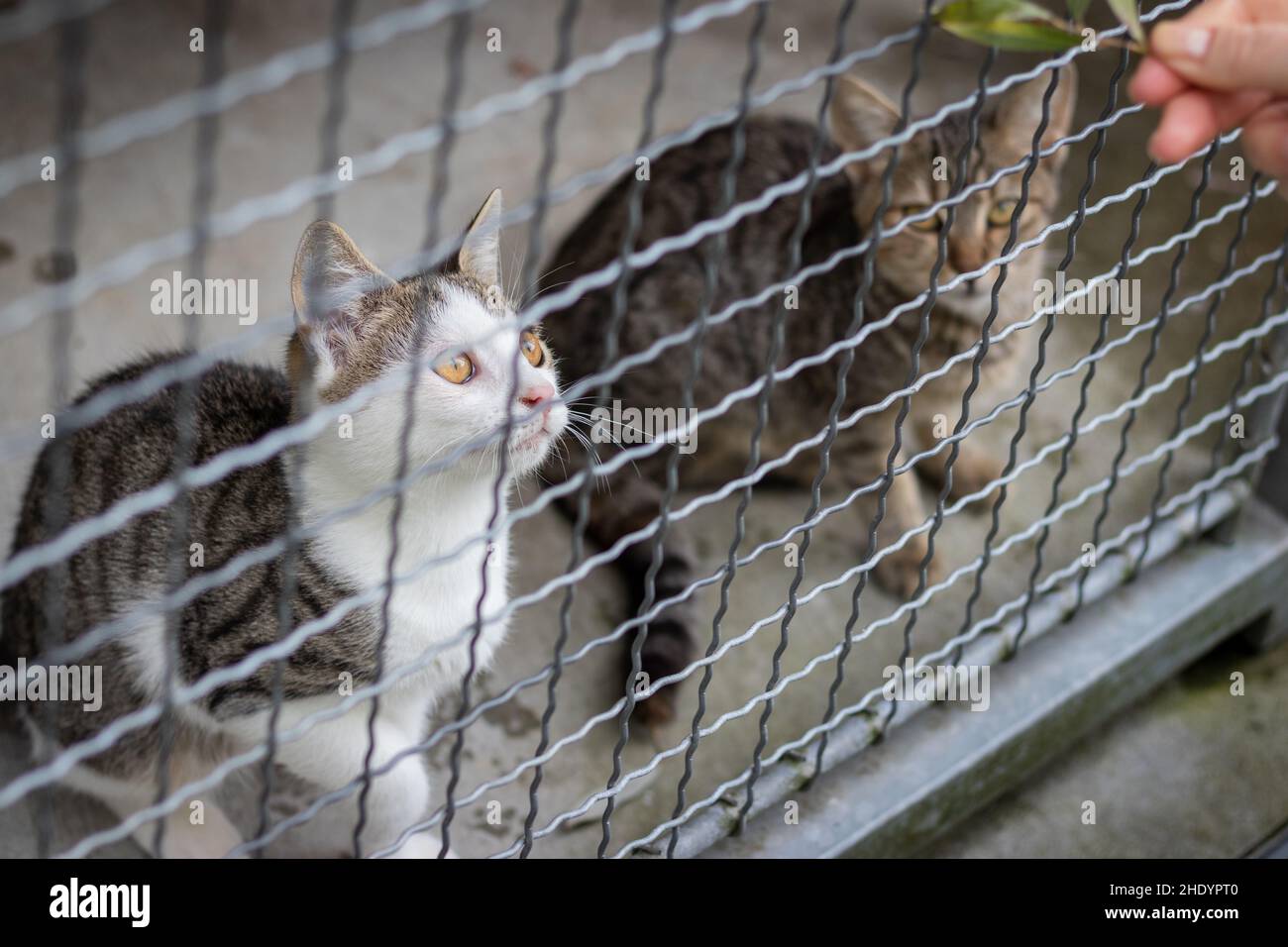 Zwei verlassene Katzen im Tierheim, Katzen, die durch den Zaun schauen. Hoffnung auf Adoption von Haustieren. Stockfoto