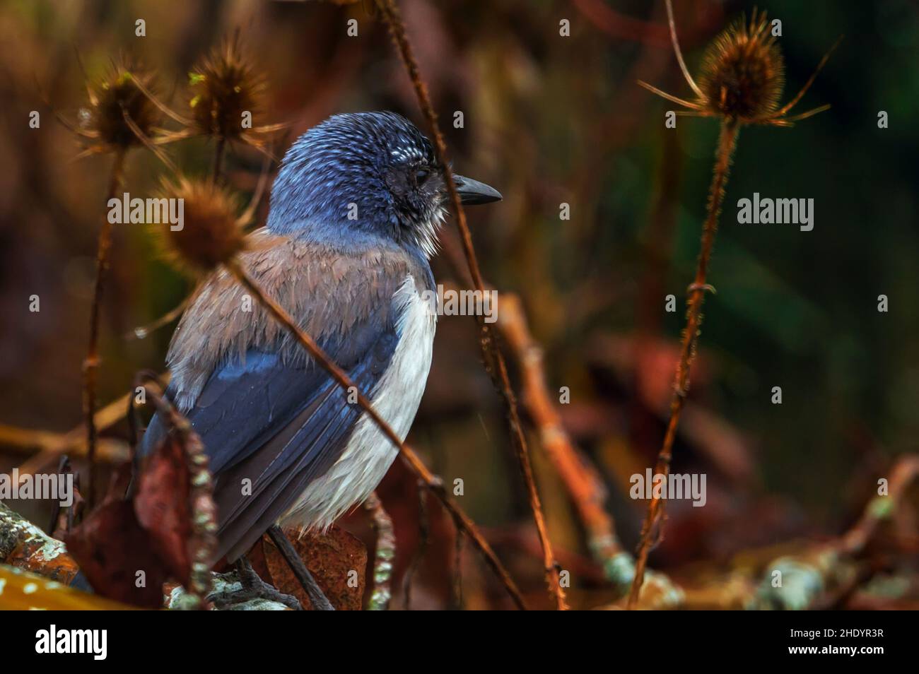 Nahaufnahme eines Western Scrub Jay Stockfoto